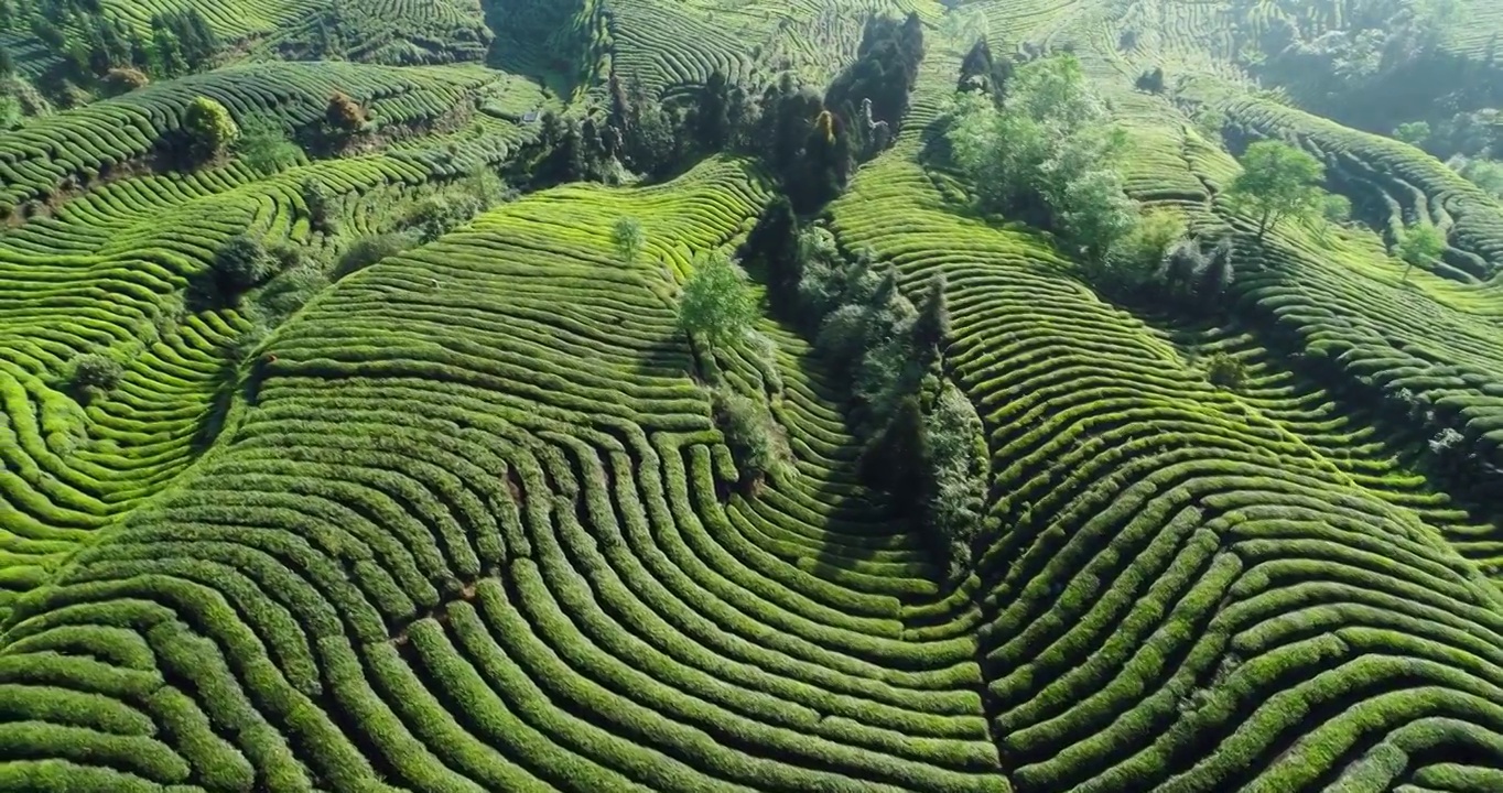 春天航拍四川绿茶茶山风景视频素材