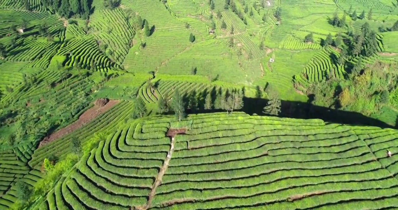 春天航拍四川绿茶茶山风景视频素材