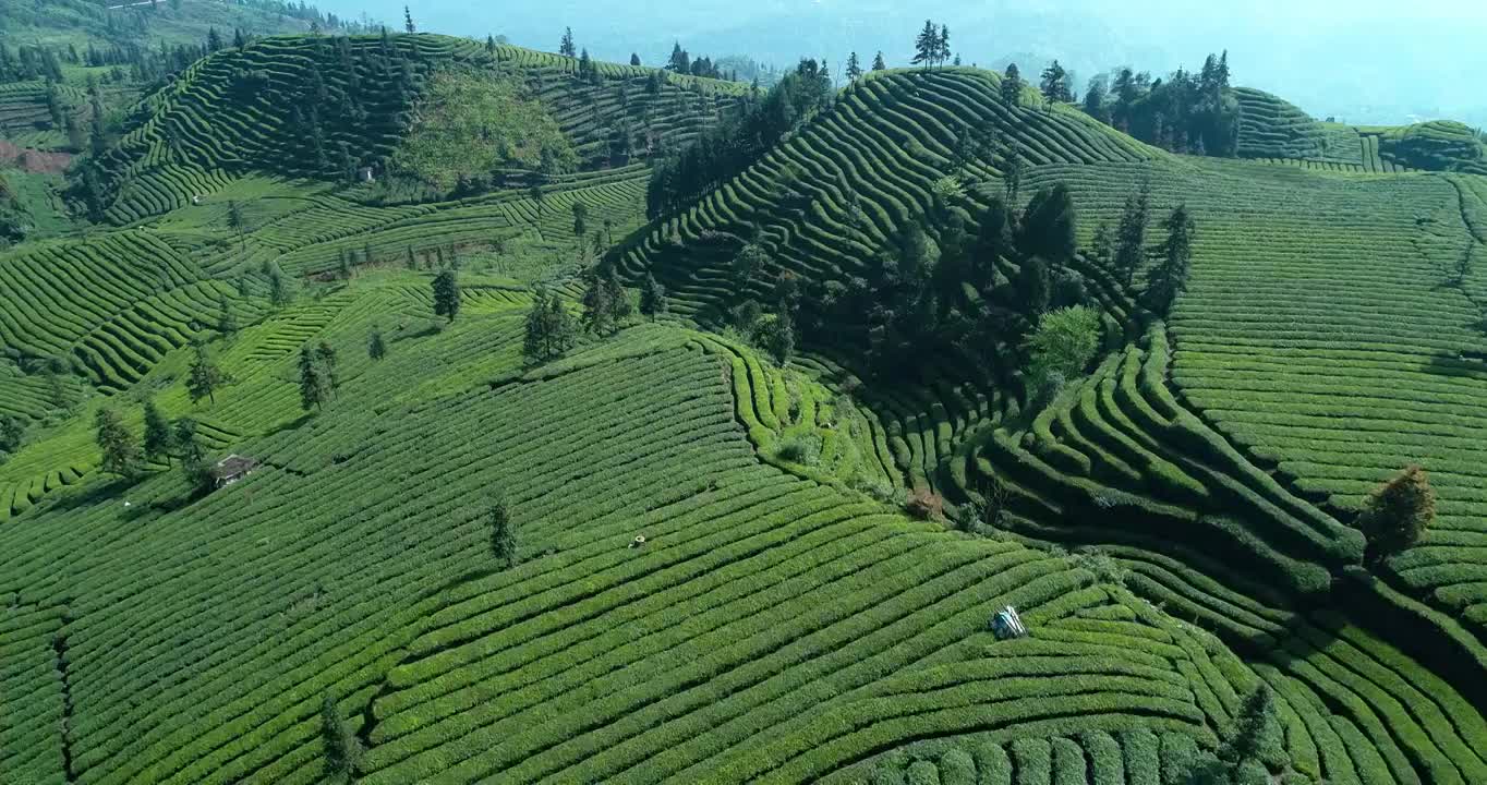 春天航拍四川绿茶茶山风景视频素材