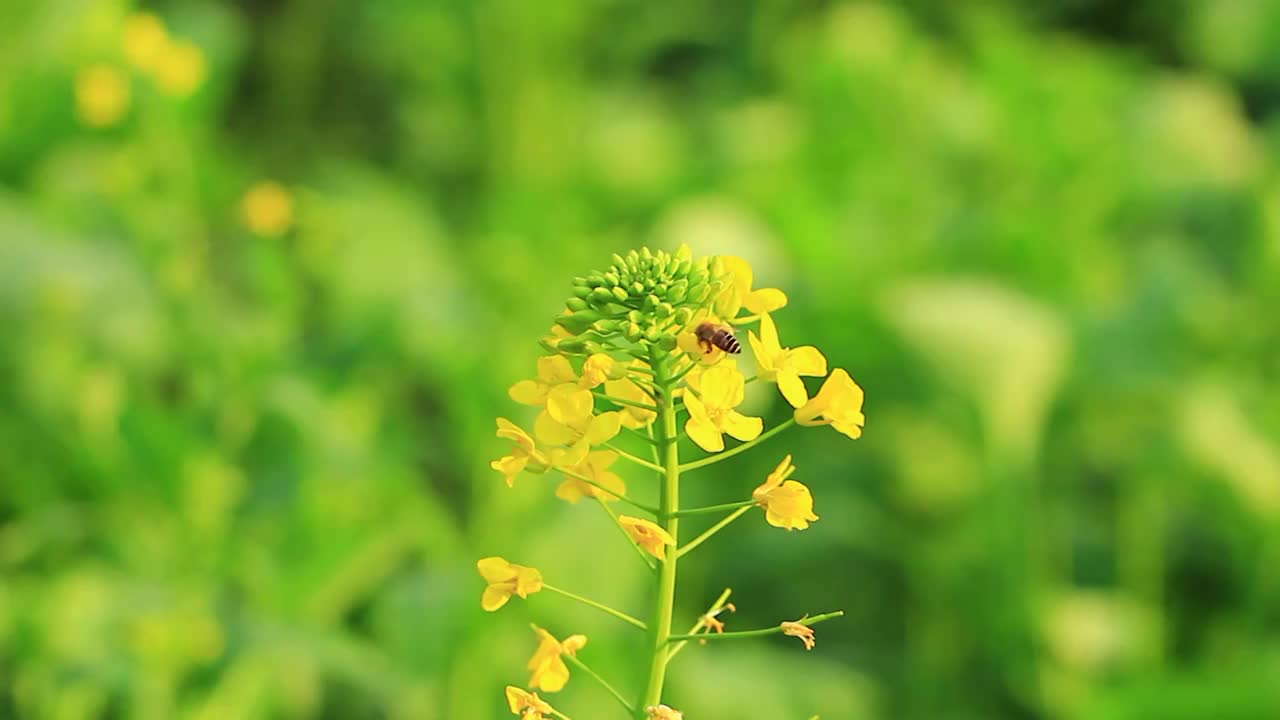 春天蜜蜂在油菜花上采花粉视频素材