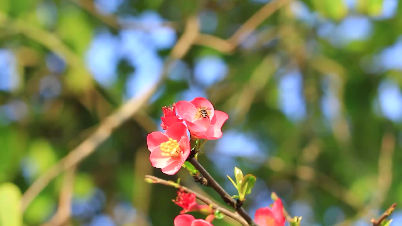 勤劳的小蜜蜂在春天的海棠花采粉视频素材