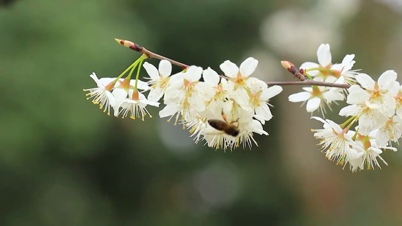 春天，蜜蜂在采集樱花的花粉视频素材