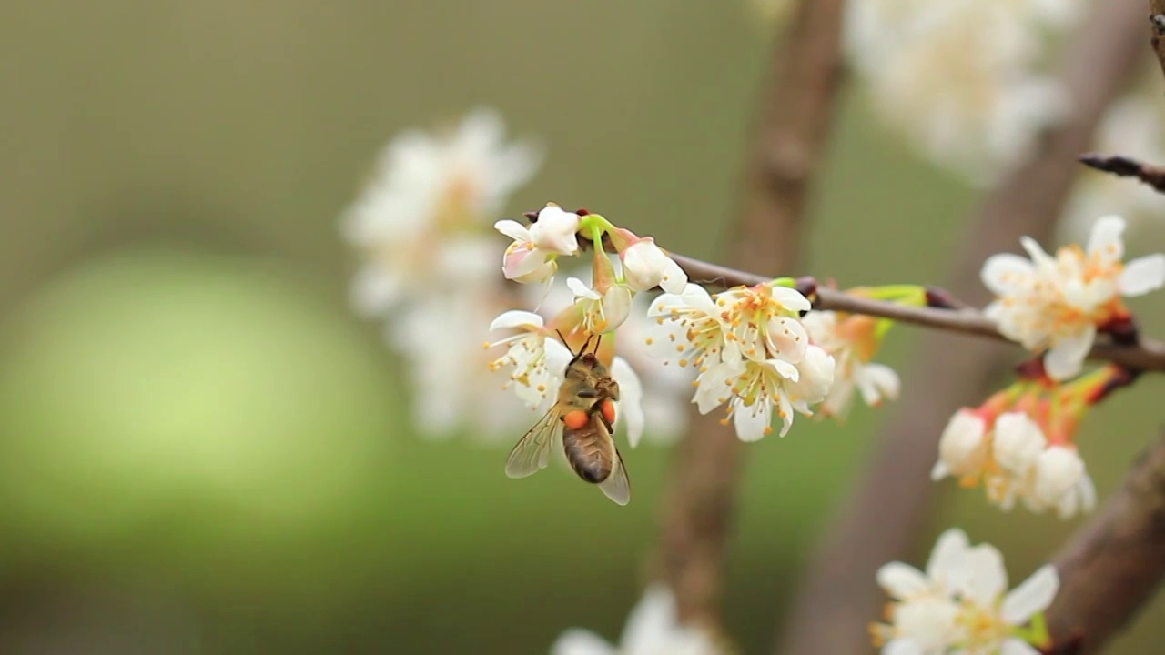 春天，蜜蜂在采集樱花的花粉视频素材