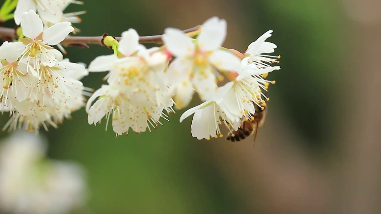 春天，蜜蜂在采集樱花的花粉视频素材