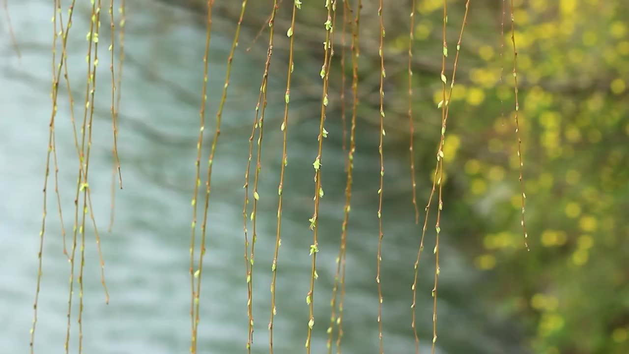 春天的垂柳刚刚长出的新芽视频素材