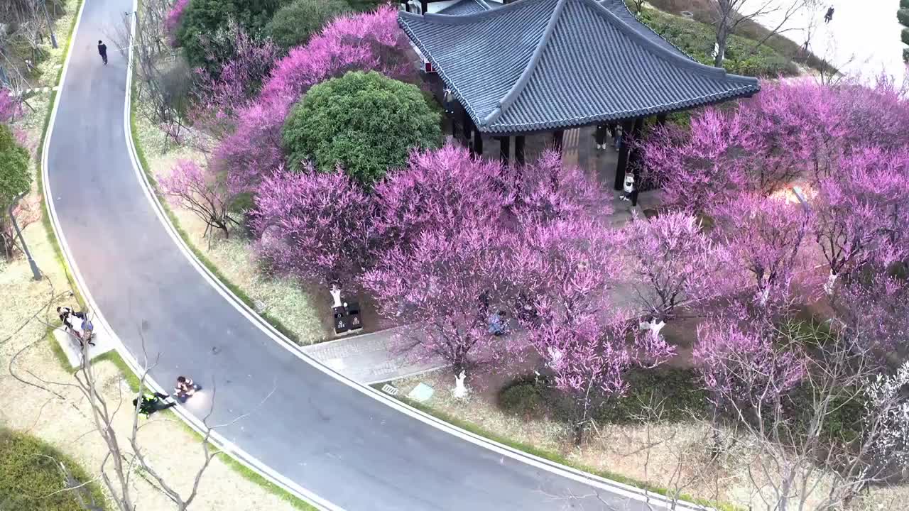 长沙洋湖白鹭塔下的梅花视频下载