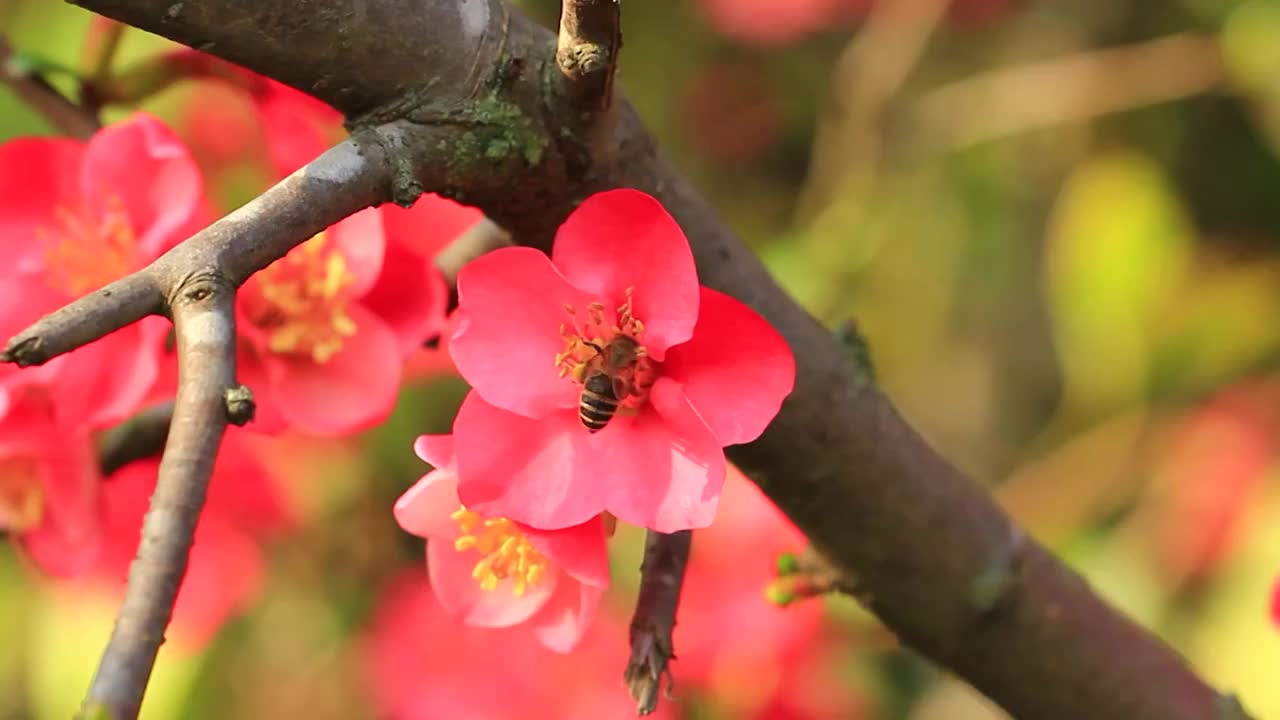 蜜蜂采花粉，春天的海棠花视频素材