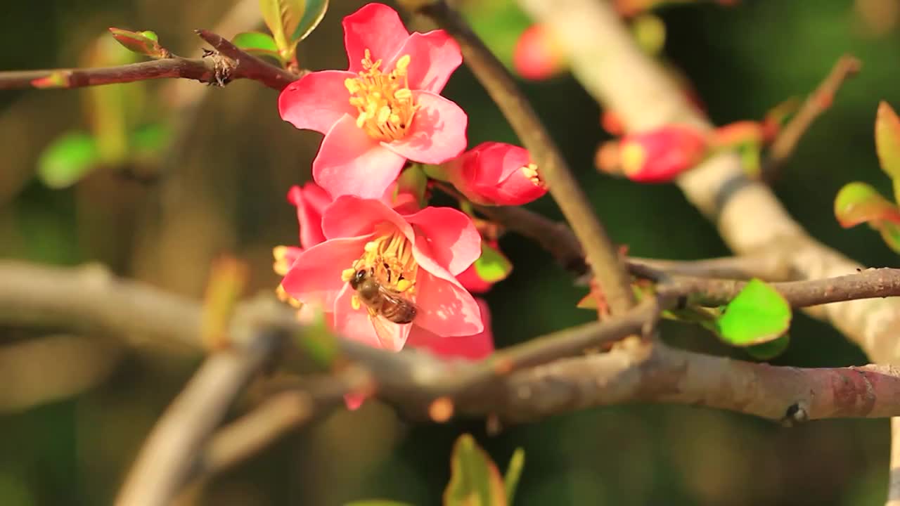 蜜蜂采花粉，春天的海棠花视频素材