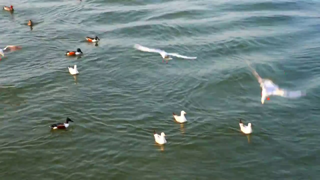 海面上飞行的红嘴鸥视频素材