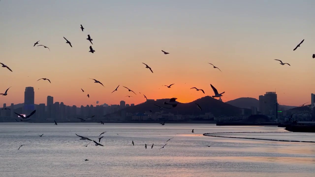 夕阳余晖下的海面及飞翔的海鸥视频素材