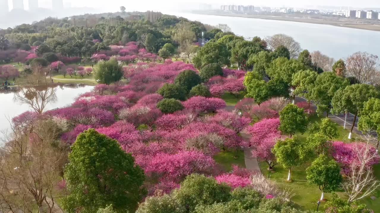 橘子洲头梅花艳视频素材