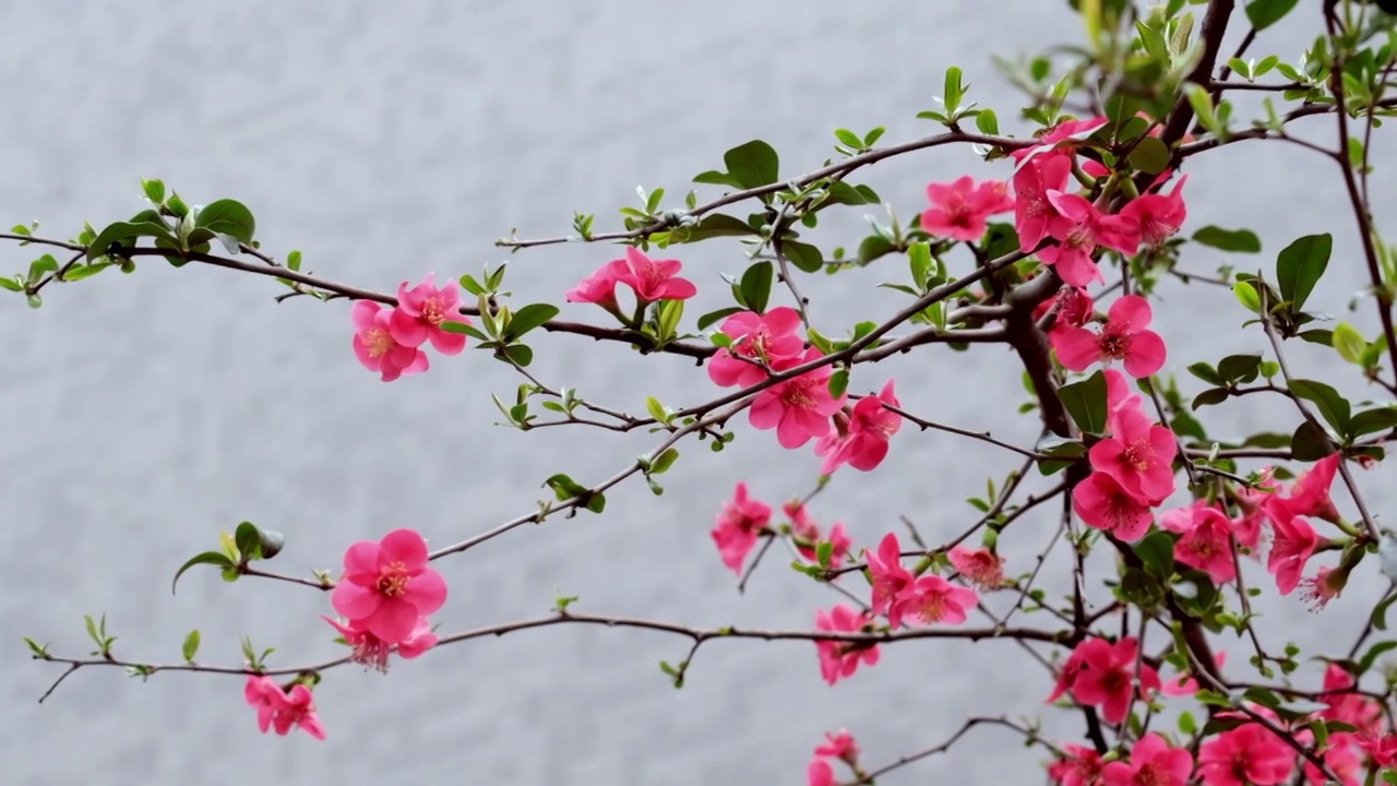 春天木瓜花蜂蜜采蜜视频素材