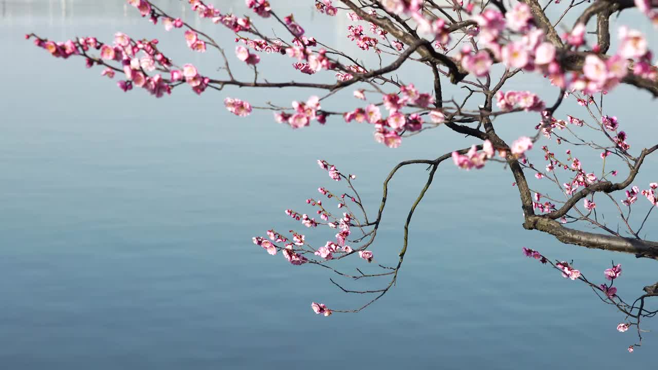 春暖花开，春天南京玄武湖畔的梅花和湖水风光视频素材