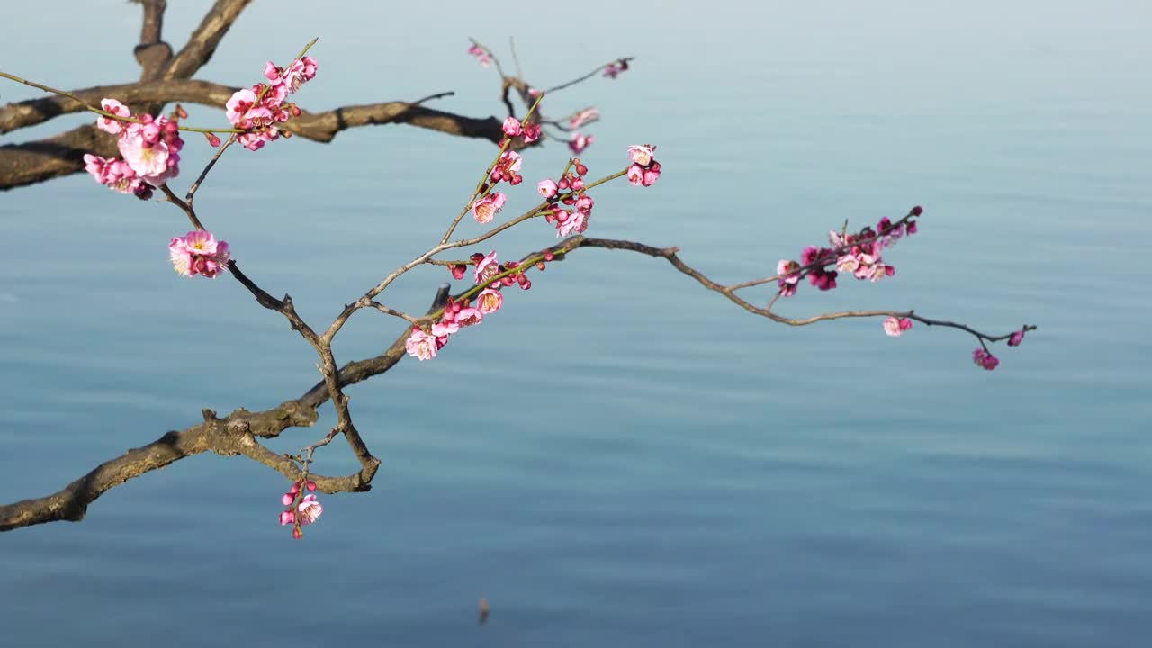 春天南京玄武湖畔的古风梅花和湖水风光视频素材