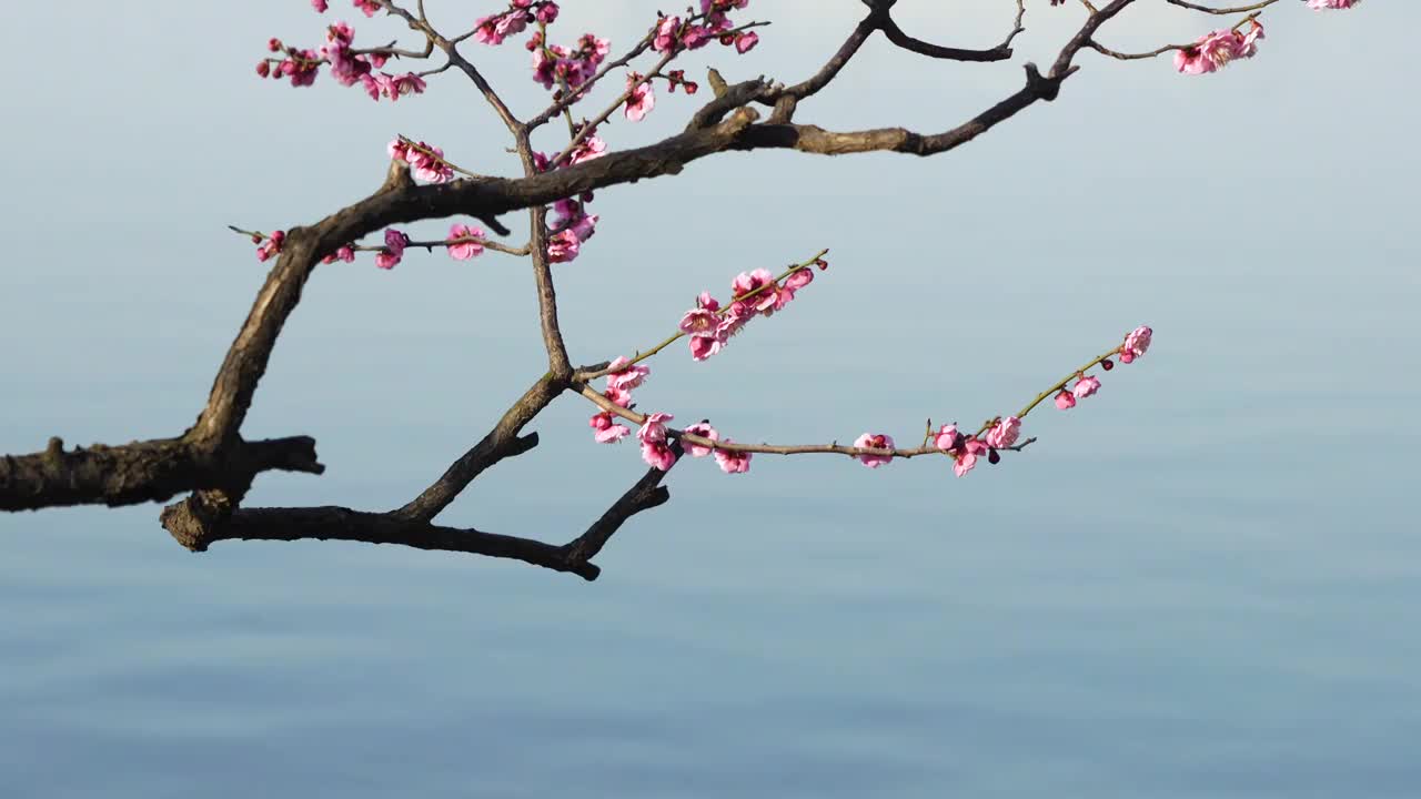 春天南京玄武湖畔的古风梅花和湖水风光视频素材