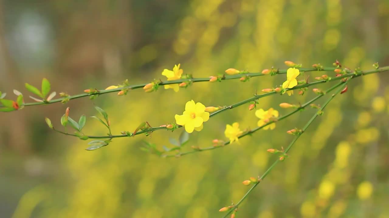 迎春花枝条视频素材