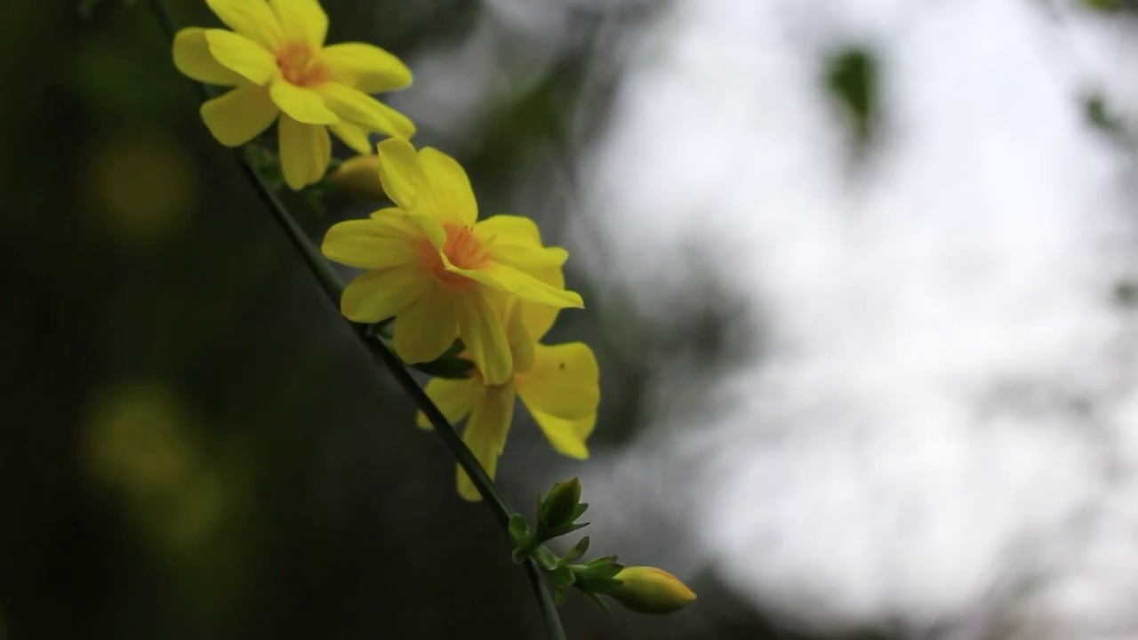 迎春花枝条视频素材