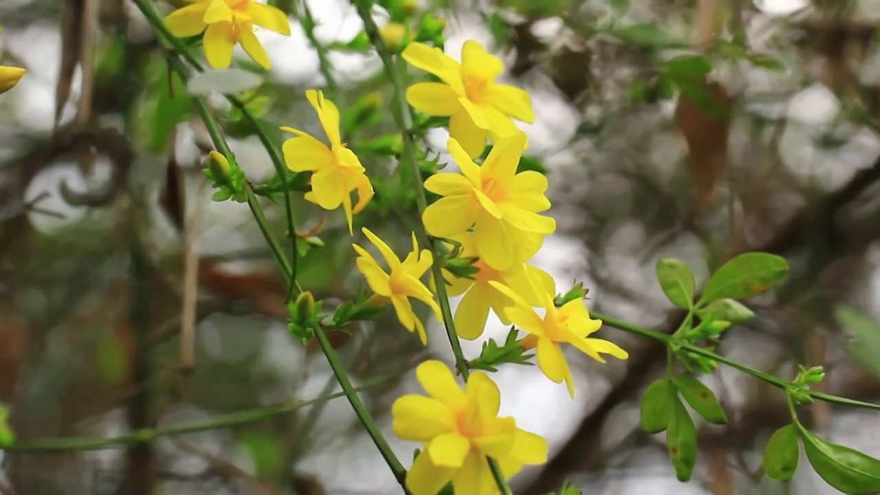 迎春花枝条视频素材