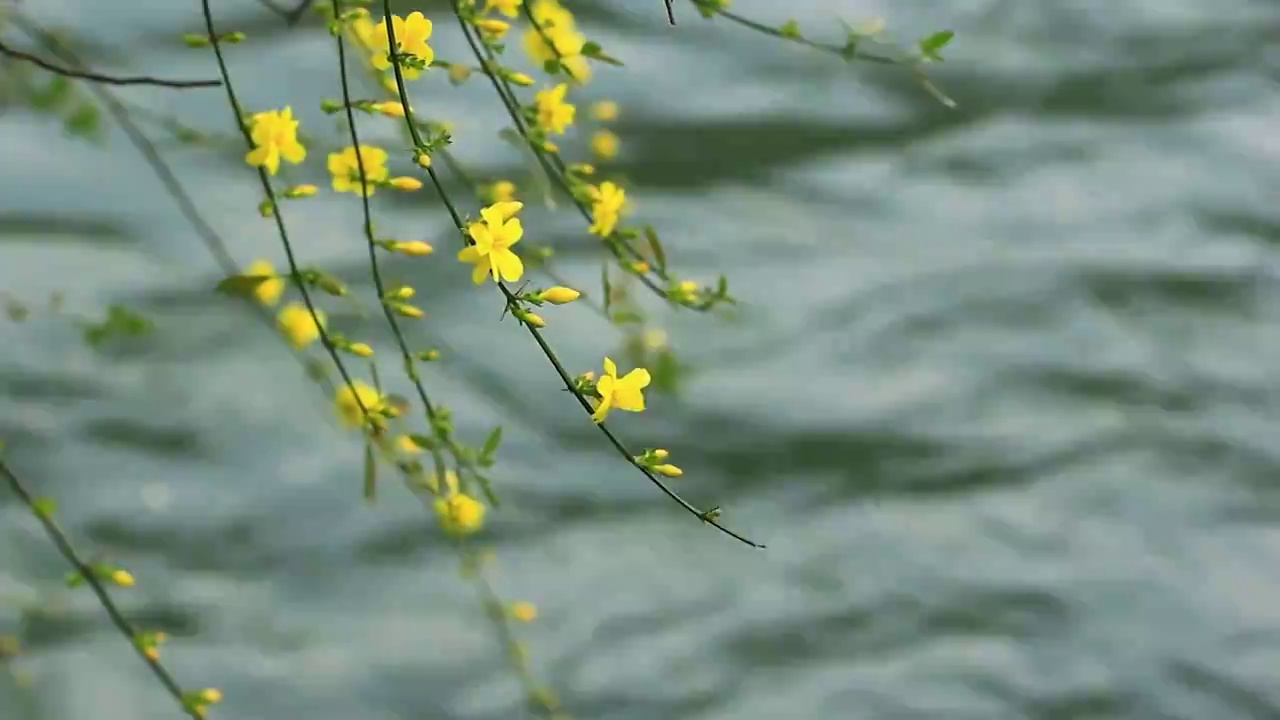 迎春花，流动的河水背景，4K高清视频素材