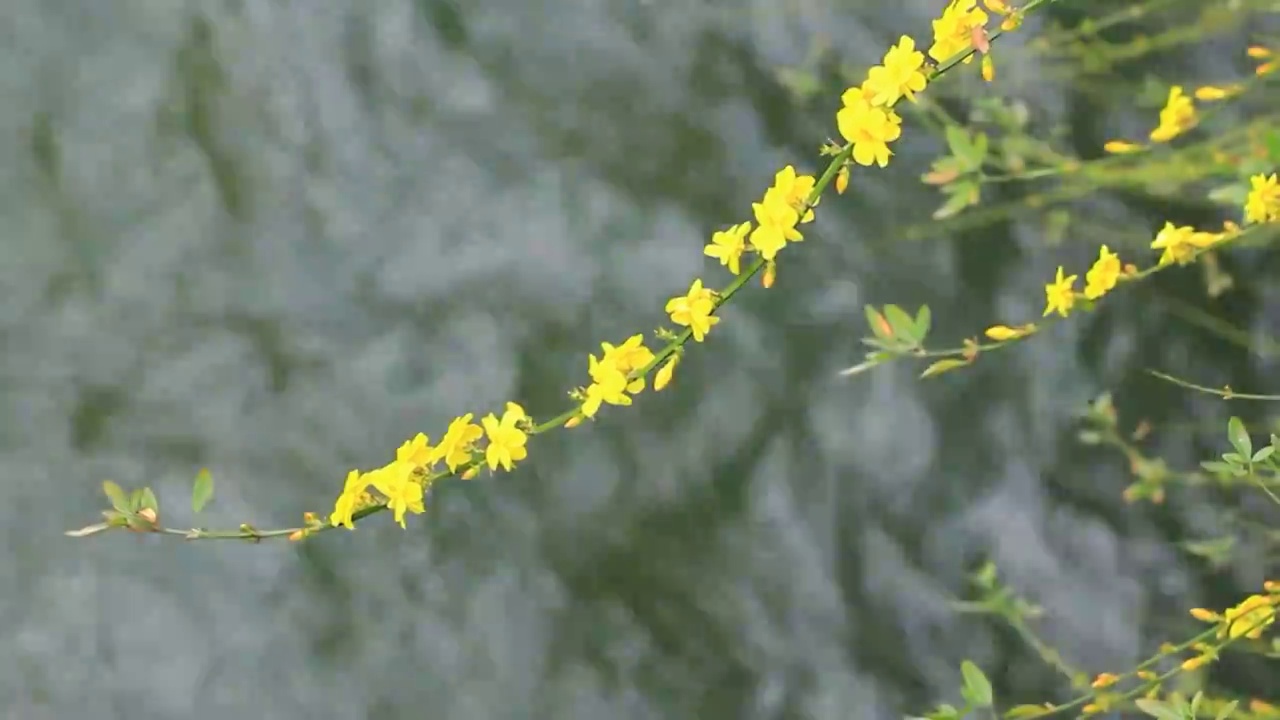 迎春花，流动的河水背景，4K高清视频素材