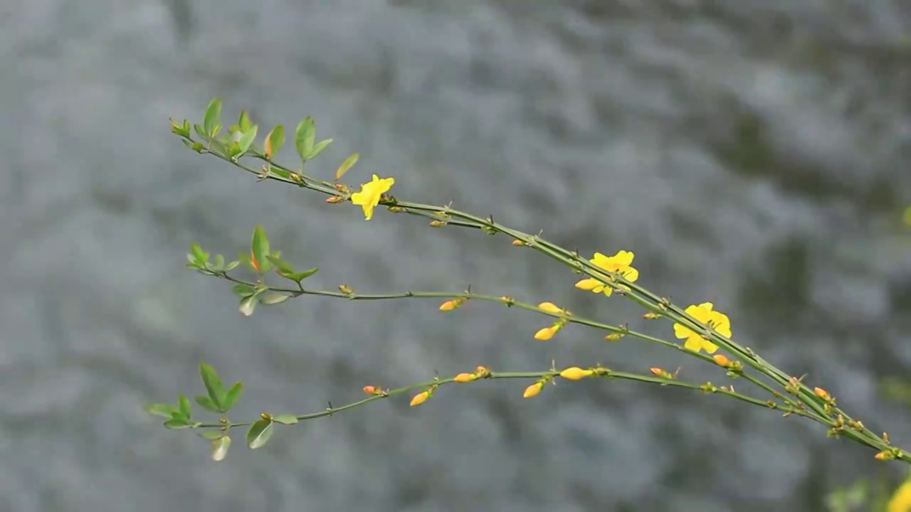 迎春花，流动的河水背景，4K高清视频素材