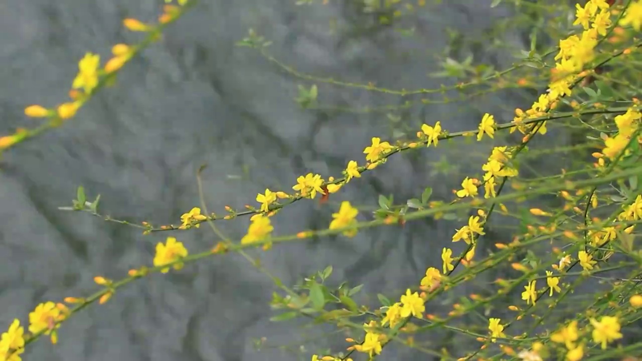 迎春花，流动的河水背景，4K高清视频素材