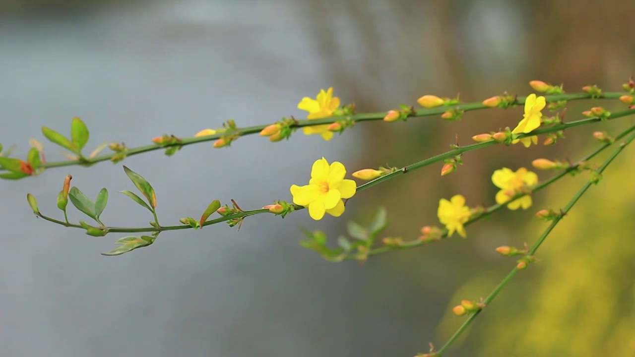 迎春花，流动的河水背景，4K高清视频素材