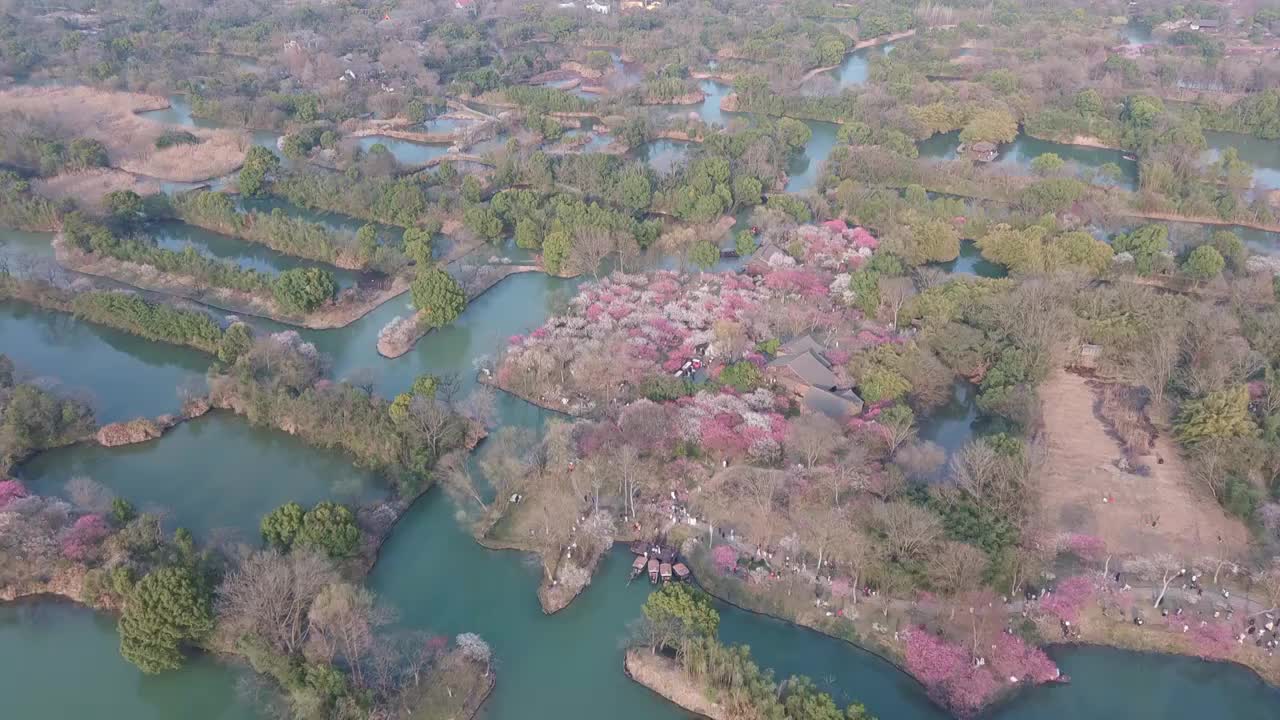 杭州西溪湿地春天的梅花视频素材