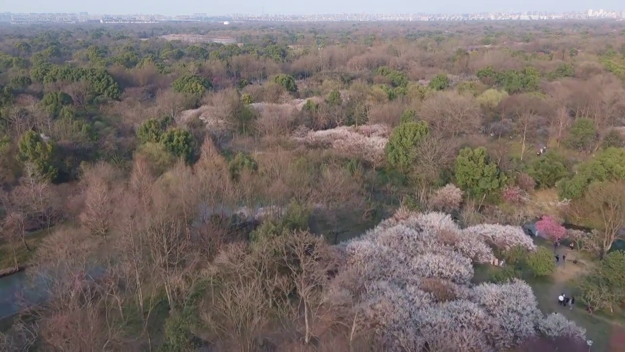 杭州春天的西溪湿地视频素材