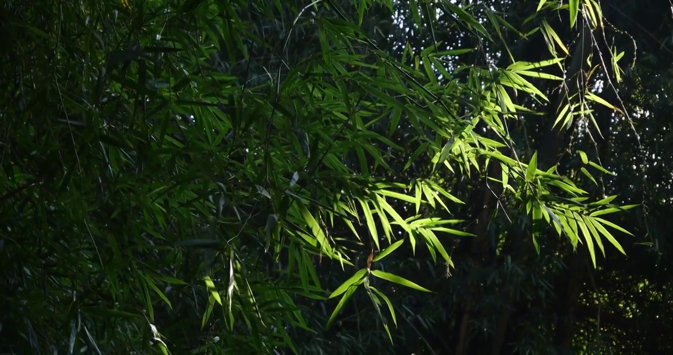 竹林  竹叶  绿色  仰拍  特写 测光拍摄视频素材