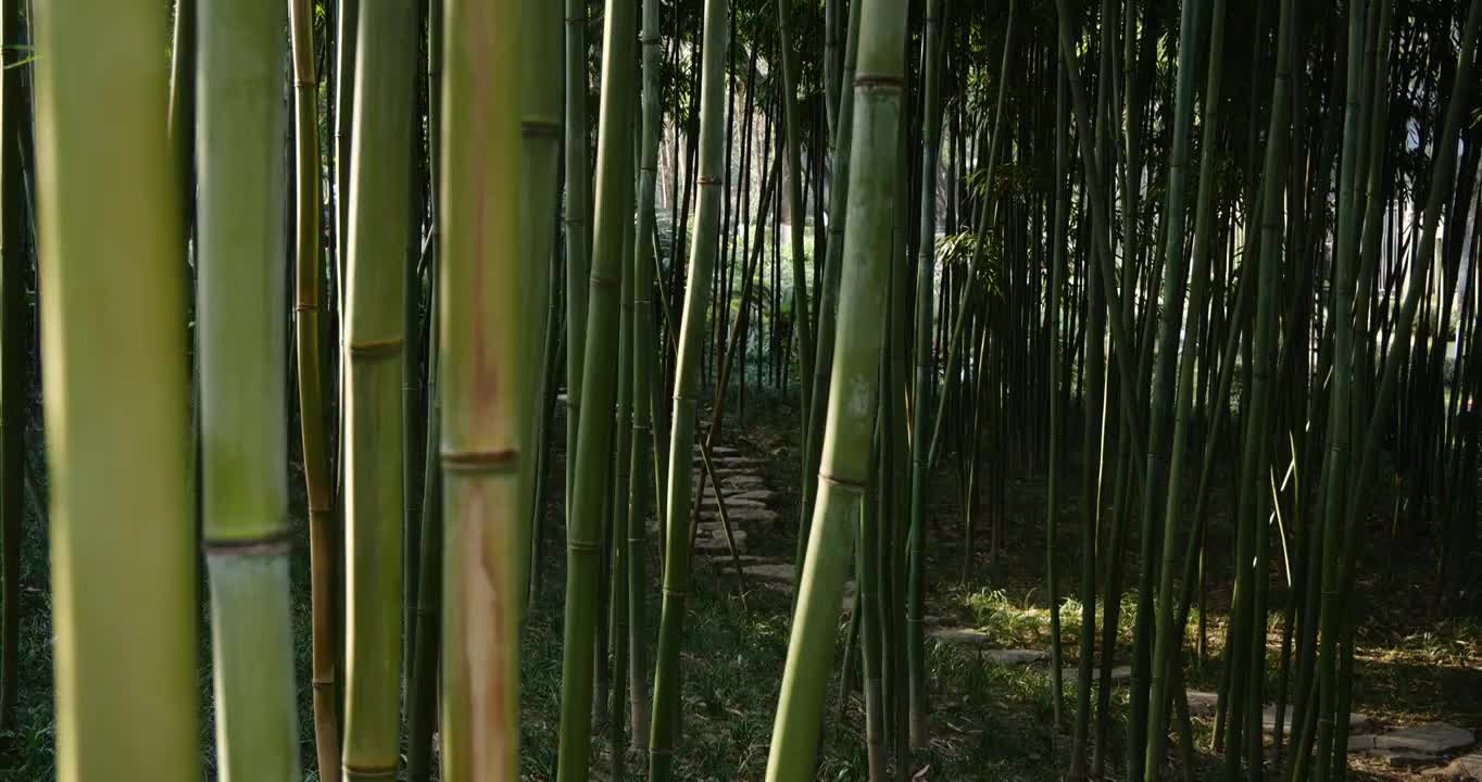 竹林  竹叶  绿色  仰拍  特写 测光拍摄视频素材