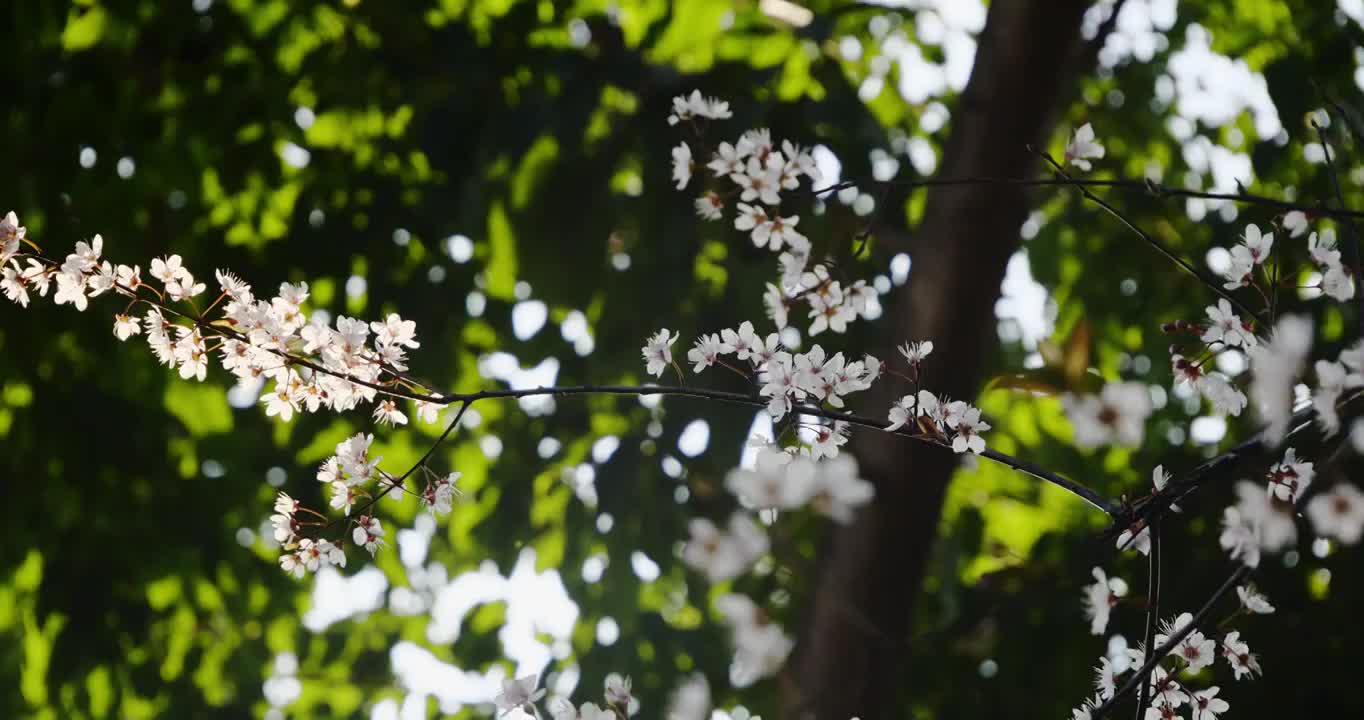 梅花  特写 春天  香气四溢视频素材