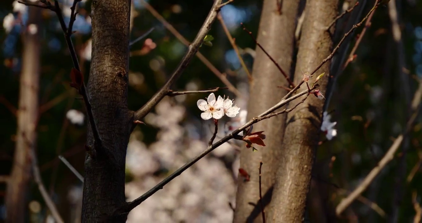 梅花  特写 春天  香气四溢视频素材