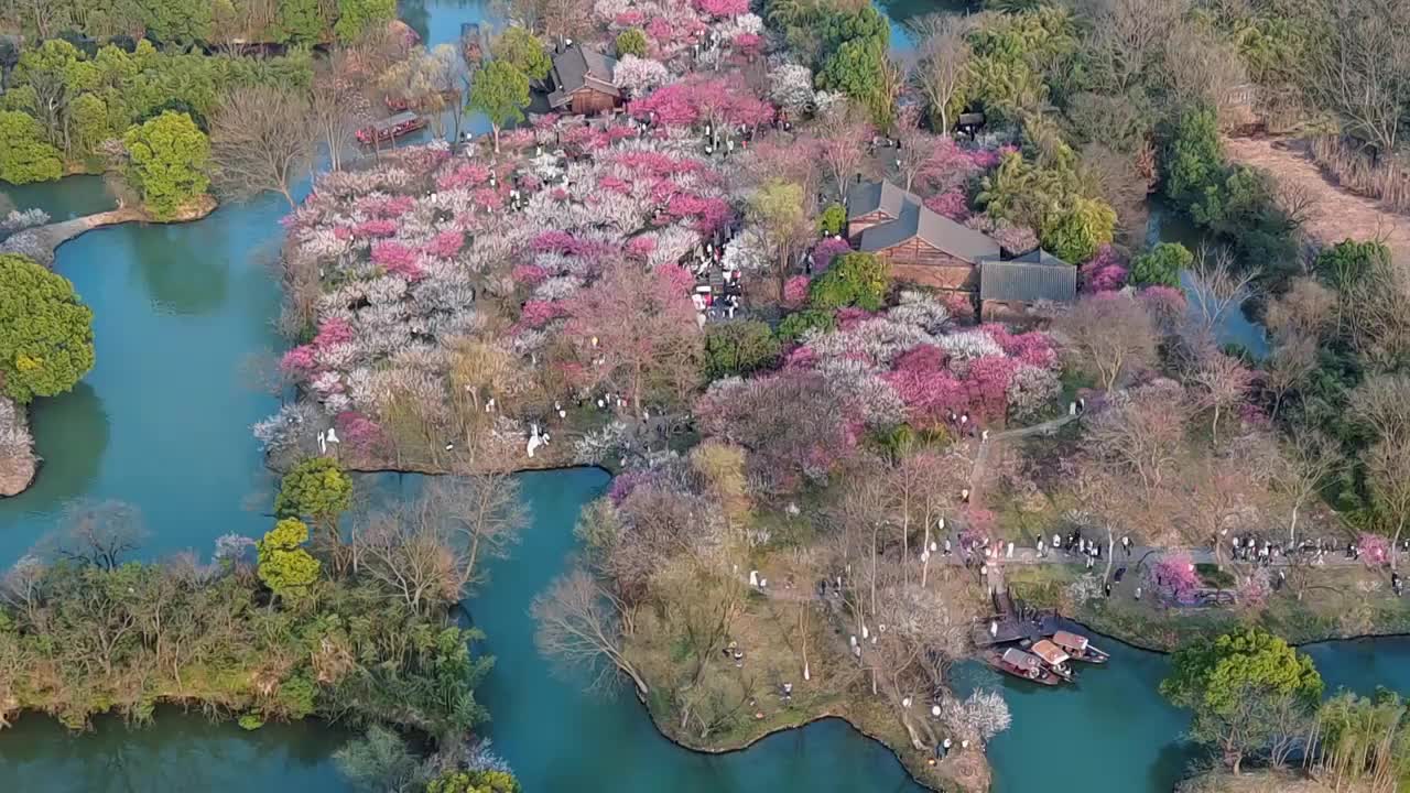 西溪湿地梅花园视频素材