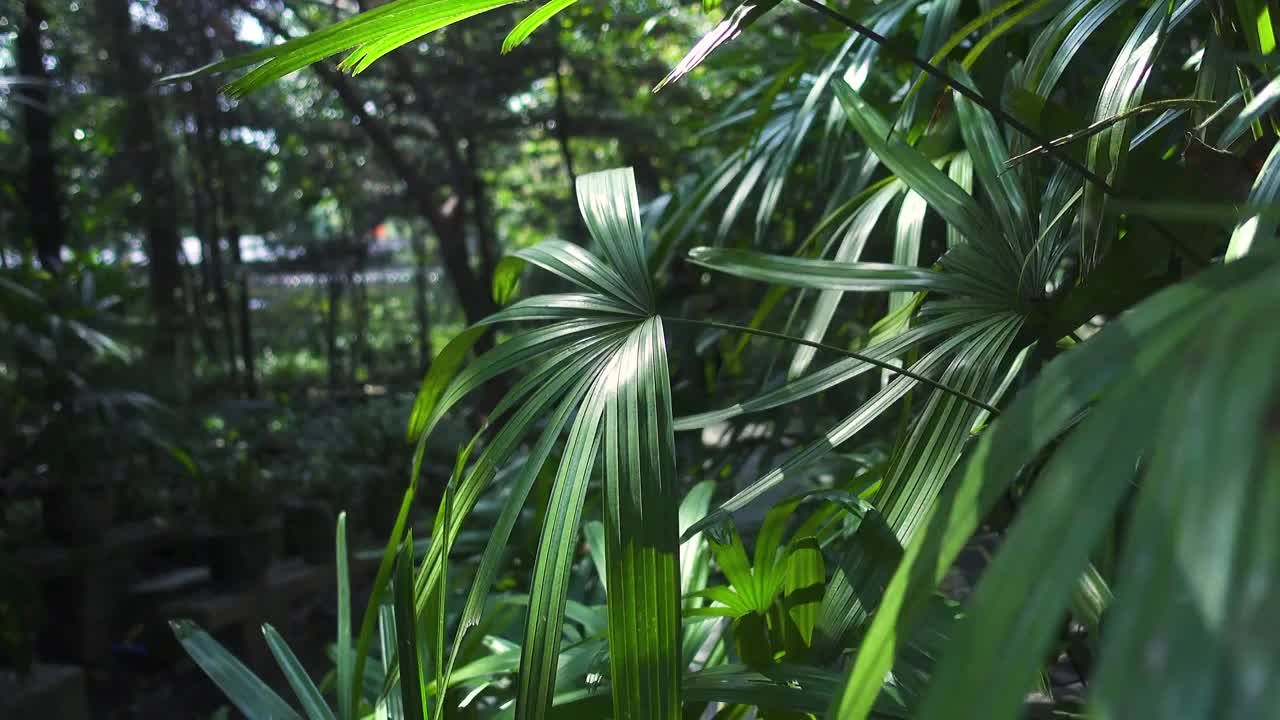 原始森林树叶光影热带雨林绿色森林背景视频素材