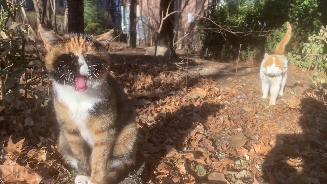 户外打哈欠的猫咪视频素材