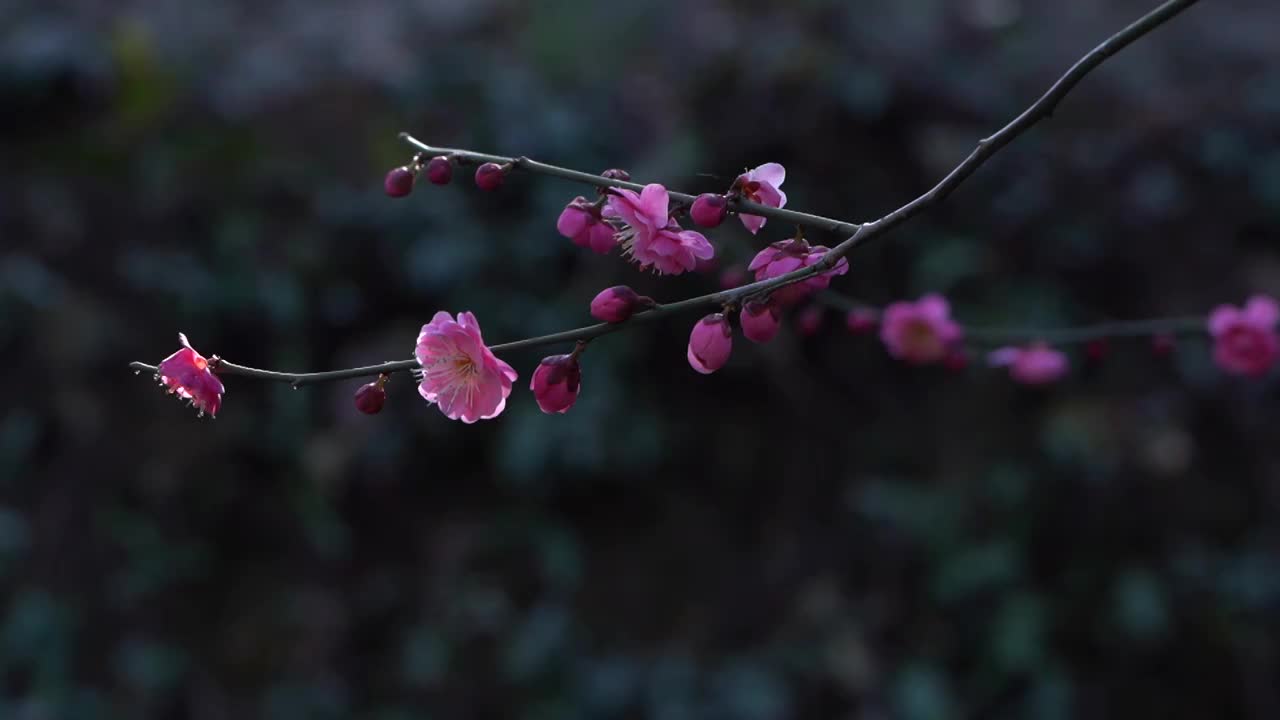 黑色背景下的梅花视频素材