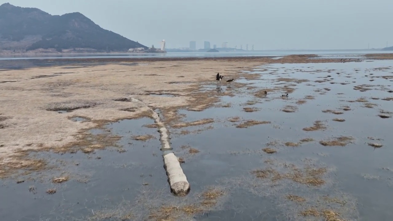 北京怀柔水库春天黑鹳飞翔航拍慢镜头视频素材