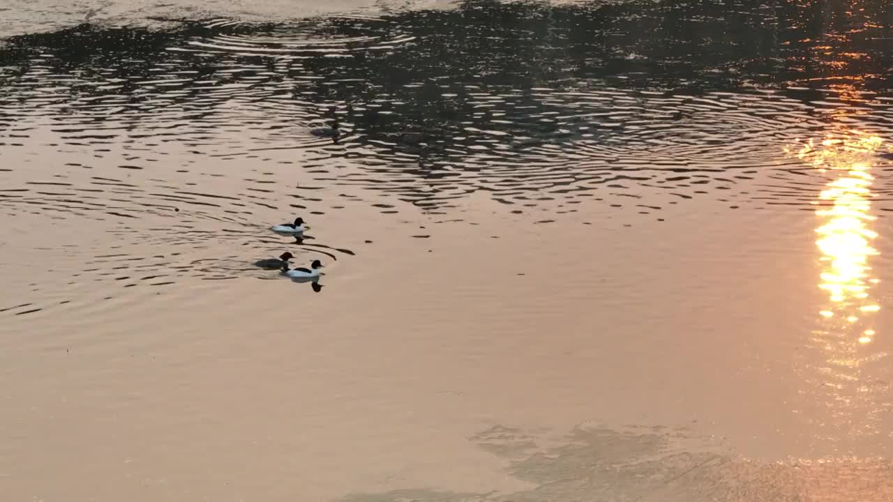 北京怀柔水库春天夕阳下普通秋沙鸭航拍视频素材