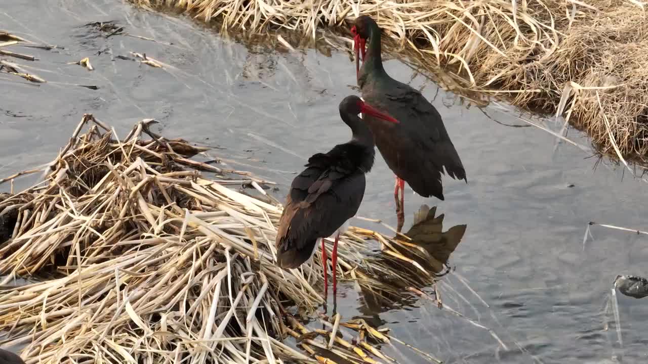 北京怀柔水库春天黑鹳觅食航拍视频素材