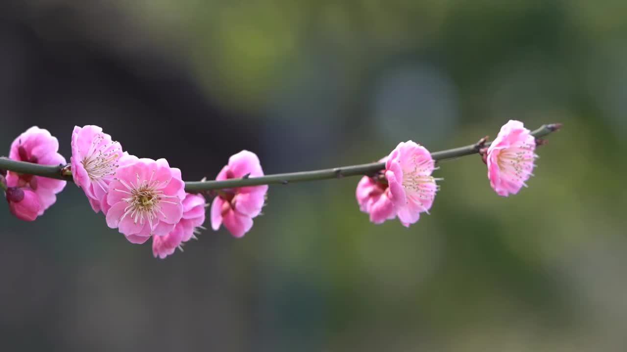 杭州西湖梅花 特写定镜头视频素材