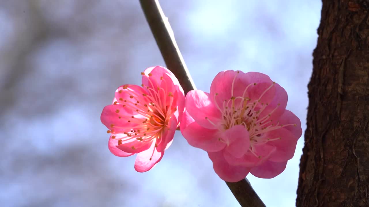 杭州西湖梅花 特写定镜头视频素材