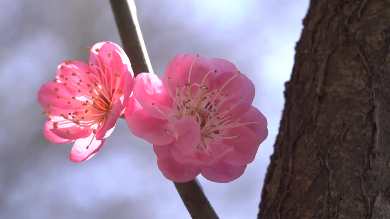 杭州西湖梅花 特写定镜头视频素材