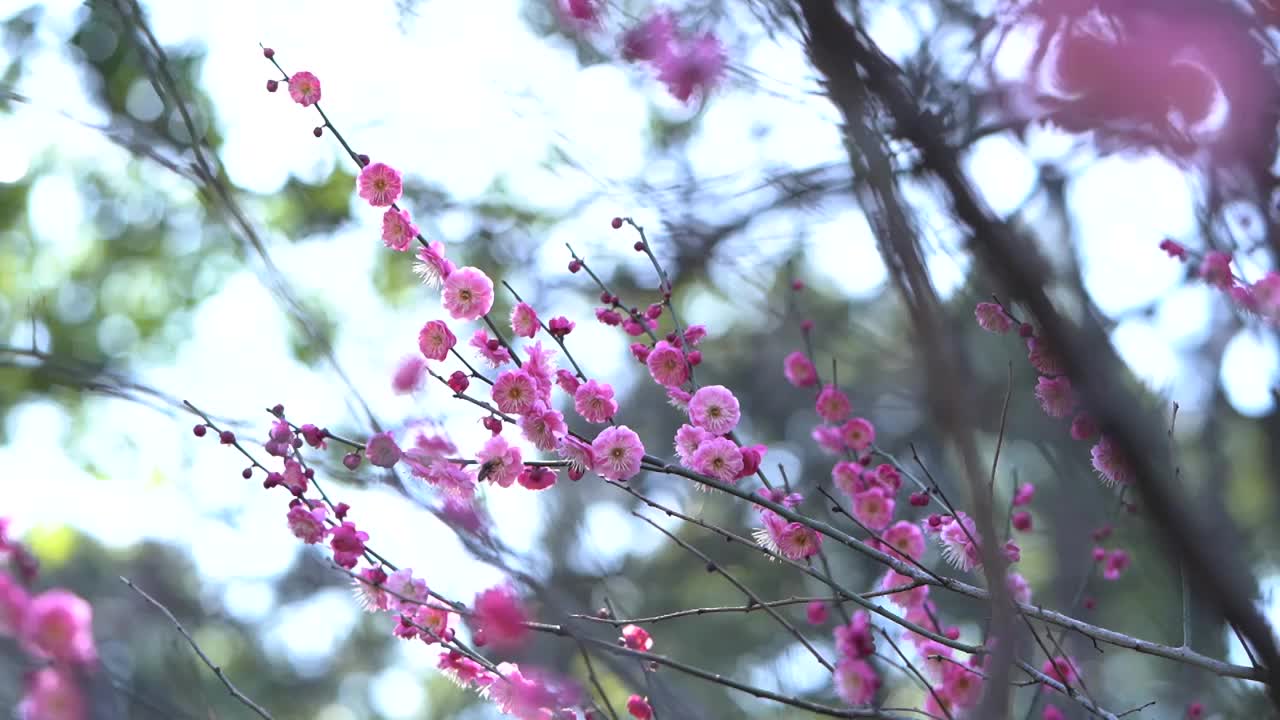 杭州西湖梅花 特写定镜头视频素材