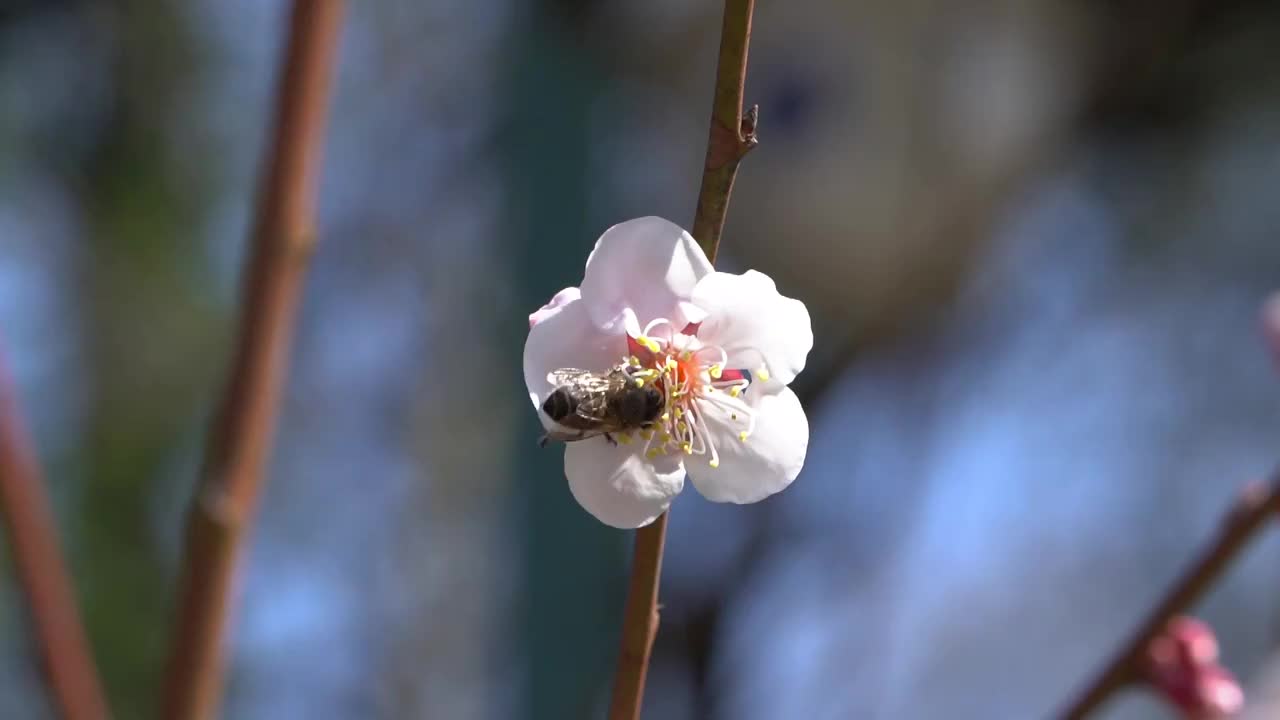 杭州西湖梅花 特写定镜头视频素材