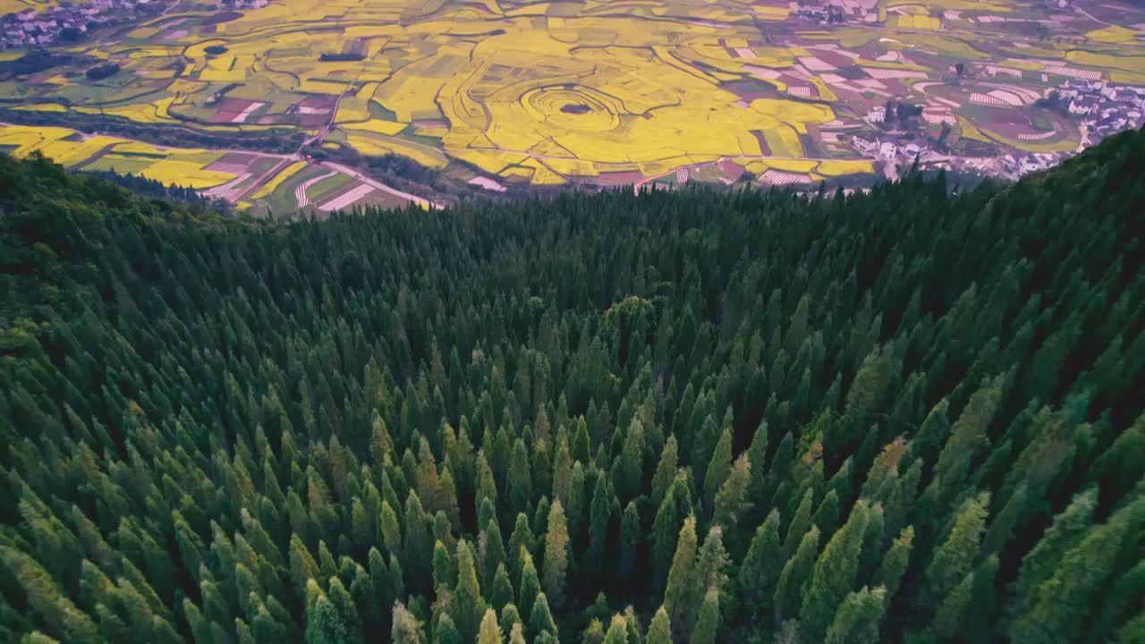 万峰林金色八卦田视频素材