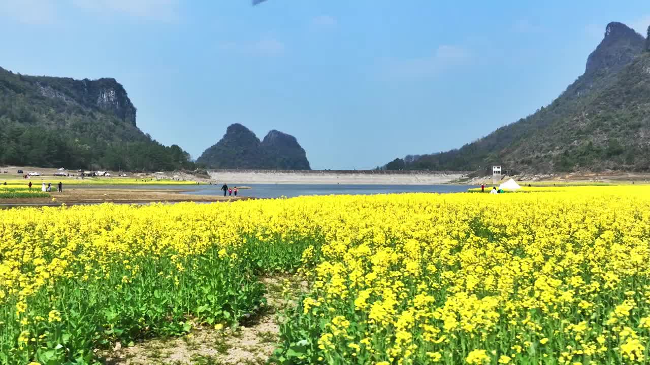 春天阳光下山谷中的湖和岸边盛开的油菜花视频素材