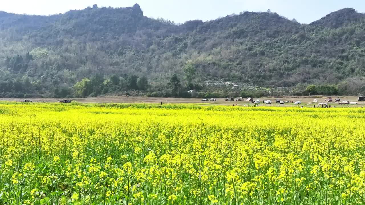 春天阳光下山边田地里盛开的油菜花视频素材