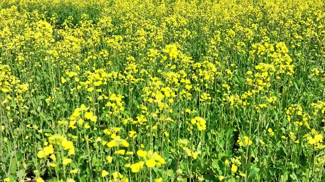 春天阳光下田地里盛开的金黄色的油菜花视频素材