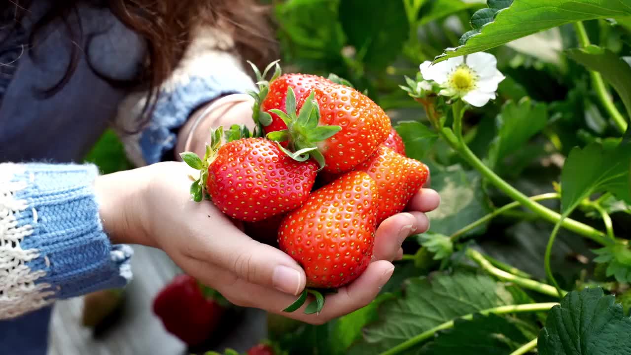 草莓大棚采摘草莓视频素材